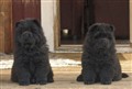 Fonzie och Blanche Februari 2011_redigerad-1.jpg