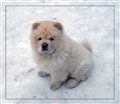 Frosty Guy  vinter 2010 kopiera.jpg