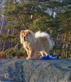 Geisha uppe på berget 2011.jpg