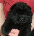 Hanvalp B  Lettie x Nelson 5v.jpg