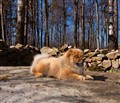 Isolde April 2011.jpg