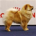 Isolde My Dog januari 2012.jpg