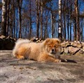 Isolde i April 2011.jpg