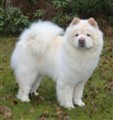 Lei Lei November 2011.jpg