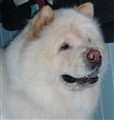 Lei Lei i November månad 2011.jpg