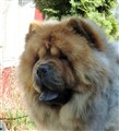 Lion(B) April 2011.jpg