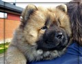 Lion 100420.jpg