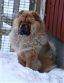 Lion 101208.jpg