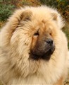 Lion 10  101013.jpg