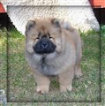 Lion 10 veckor gammal.jpg