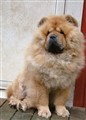 Lion 1  2011-11-22.jpg