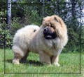 Lion 2010-06-08 kopiera.jpg