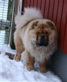 Lion 2010-12-08.JPG
