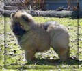 Lion (2) 8v kopiera.jpg