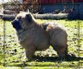 Lion (3) 8v kopiera.jpg