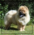 Lion (3) Juli -10 kopiera.jpg