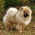 Lion 3  101013.jpg