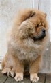 Lion 3  2011-11-22.jpg