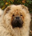Lion 4  101013.jpg
