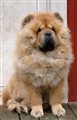 Lion 5  2011-11-22.jpg