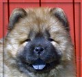 Lion (7) 8v kopiera.jpg