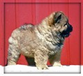 Lion (9) 8v kopierab.jpg