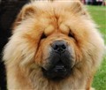 Lion (AA)110821.jpg