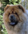 Lion April 11.JPG