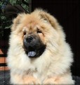Lion Juli 2010 kopiera.jpg