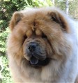 Lion i April 2011.JPG