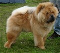 Lion i Norrköping 110820.jpg