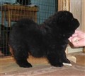 Liquorice 6 veckor gammal  Leties kull_redigerad-1.jpg