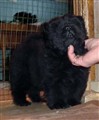 Liquorice 6v  Letties kull_redigerad-1.jpg