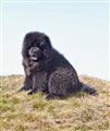 Loffe (2) April 2011.jpg