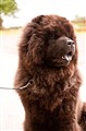 Loffe.jpg