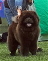 Loffe BIM valp Köping 2011A.jpg