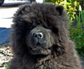 Loffe Maj 2011.jpg