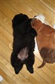 Mimmi sover 005.JPG