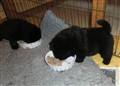 Pannan o Nacken äter frukost 111026.jpg