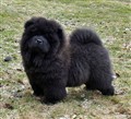Rambo( 5b)b April 20111.jpg