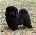 Rambo (6bb) April 2011.jpg