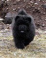 Rambo (7b) April 2011.jpg