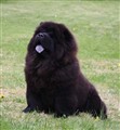 Rambo Maj 2011.jpg