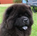 Rambo i Maj 2011.jpg
