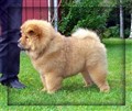 Ronja.jpg