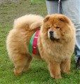 Ronja Ch Norrköping 110820.jpg