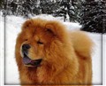 Ronja Feb 2010 kopiera.jpg