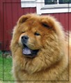 Ronja Maj 2010 kopieraa.jpg