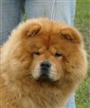 Ronja i Norrköing 2011-08-20.jpg