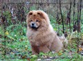 Rossina 091114.JPG